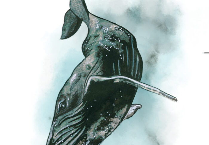 Le cimetière des baleines – Géraldine Ruiz